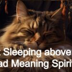 Cat Sleeping above My Head Meaning Spiritual
