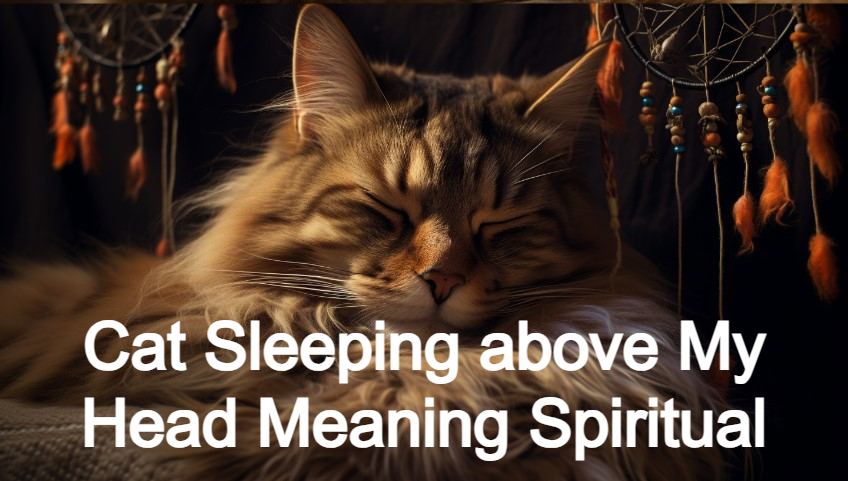 Cat Sleeping above My Head Meaning Spiritual