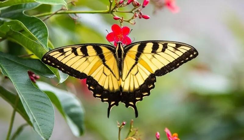 Spiritual Meaning of Black and Yellow Butterfly